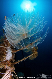 Tubeworm in the sun by Pietro Cremone 
